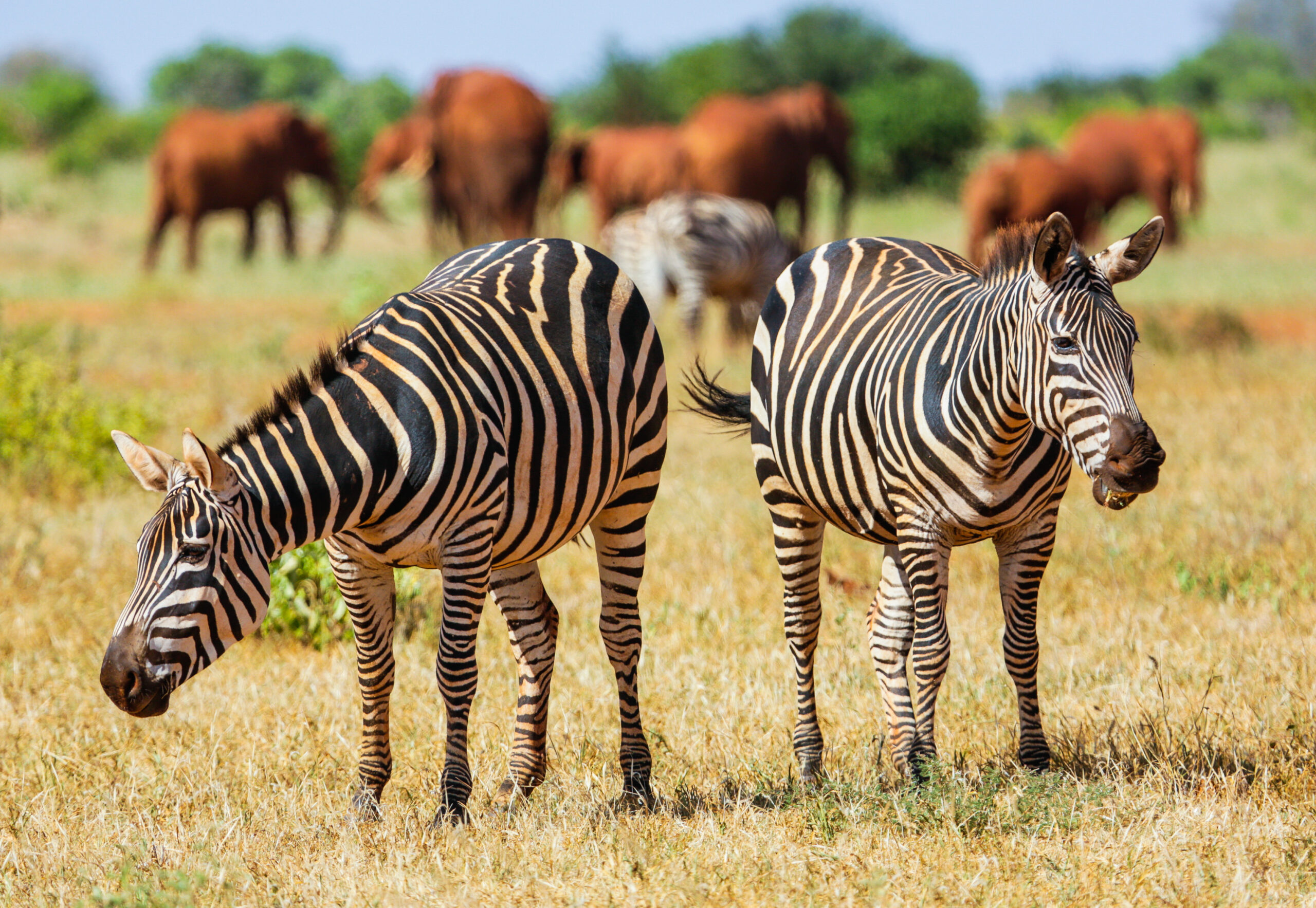 TSAVO WEST NATIONAL PARK – A KENYAN GEM
