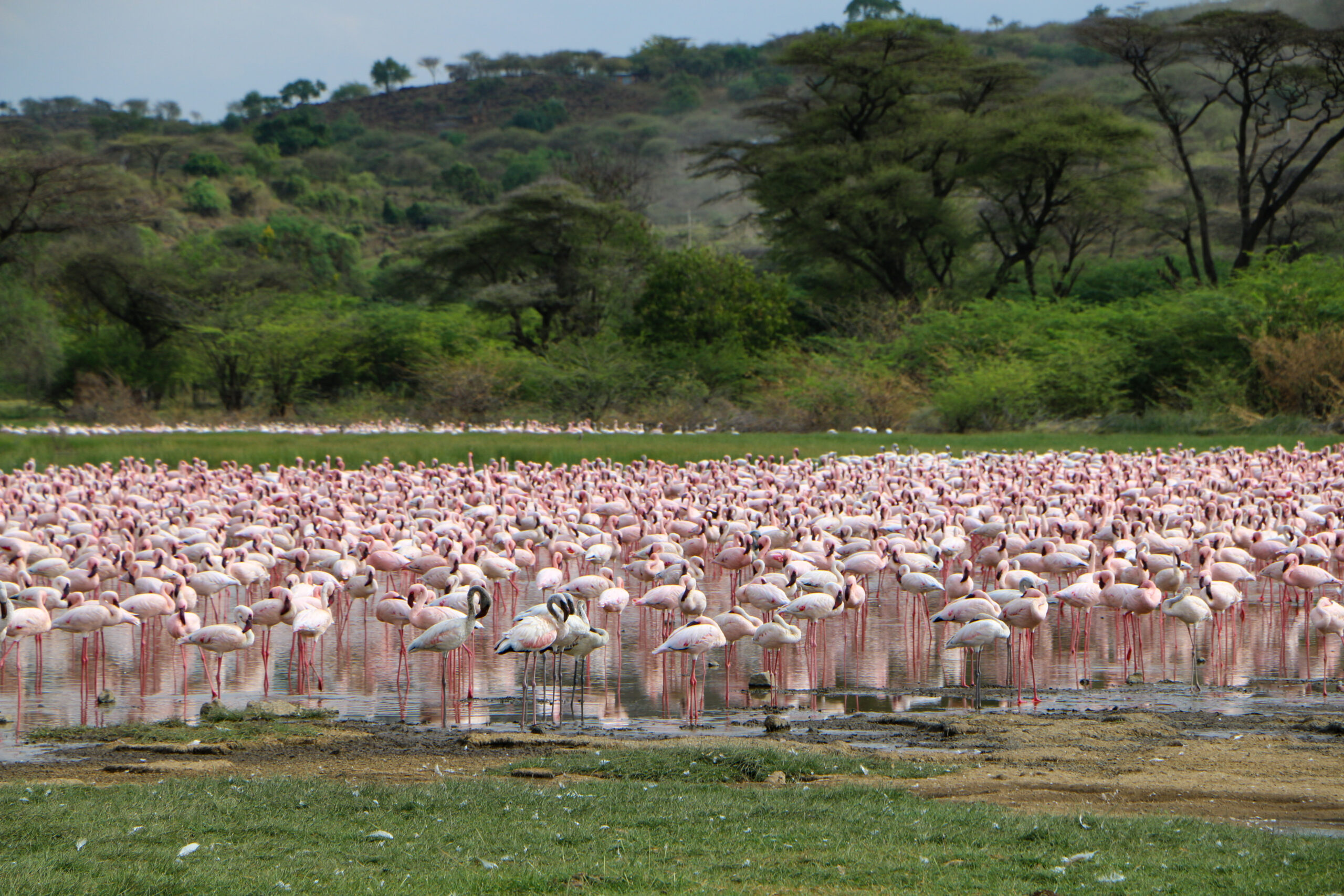 Lake Bogoria National Reserve: A Haven of Flamingoes and Geothermal Wonders
