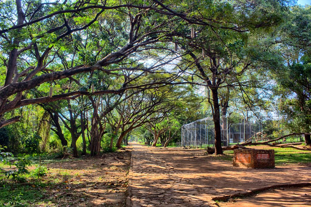 Kisuma Impala Sanctuary