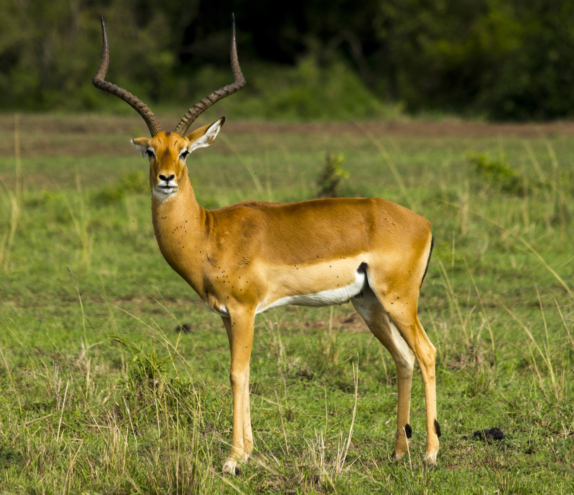 Impala
