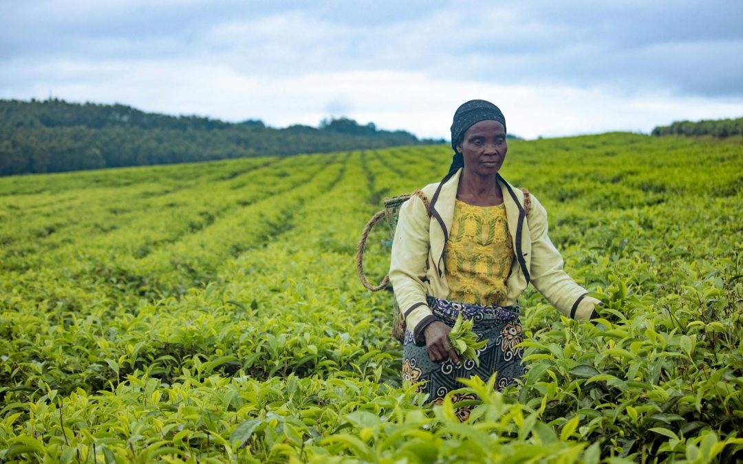 Kenya’s Green Revolution: Innovations in Sustainable Agriculture Transforming Rural Economies