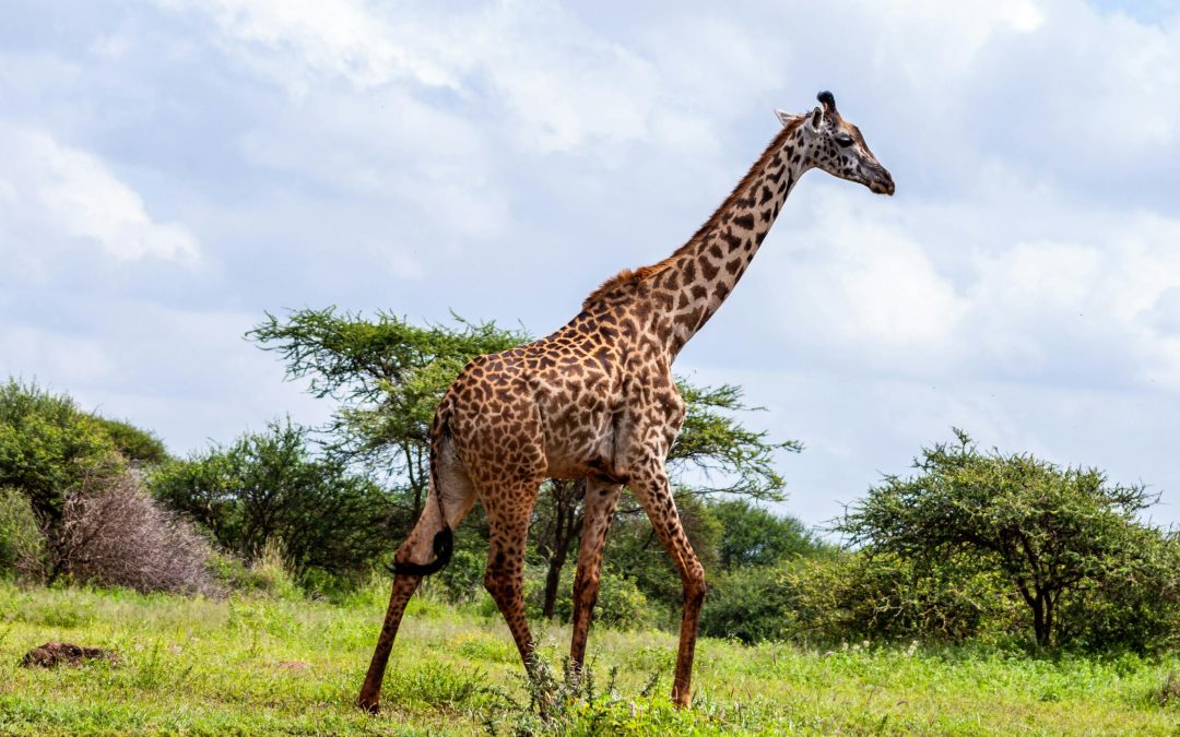 Into the Wild: Discovering the Untamed Beauty of Kenya’s Safari Adventures